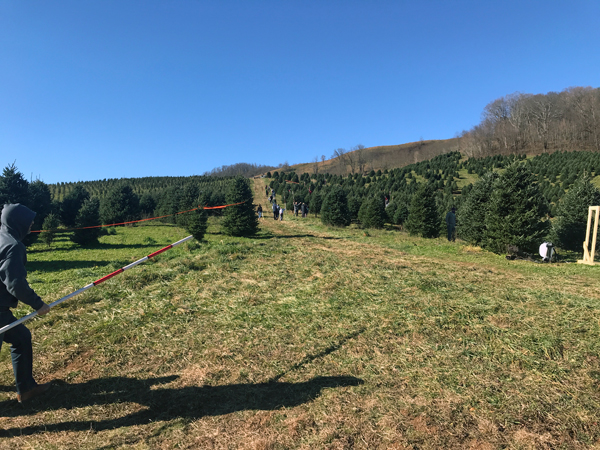 Christmas trees